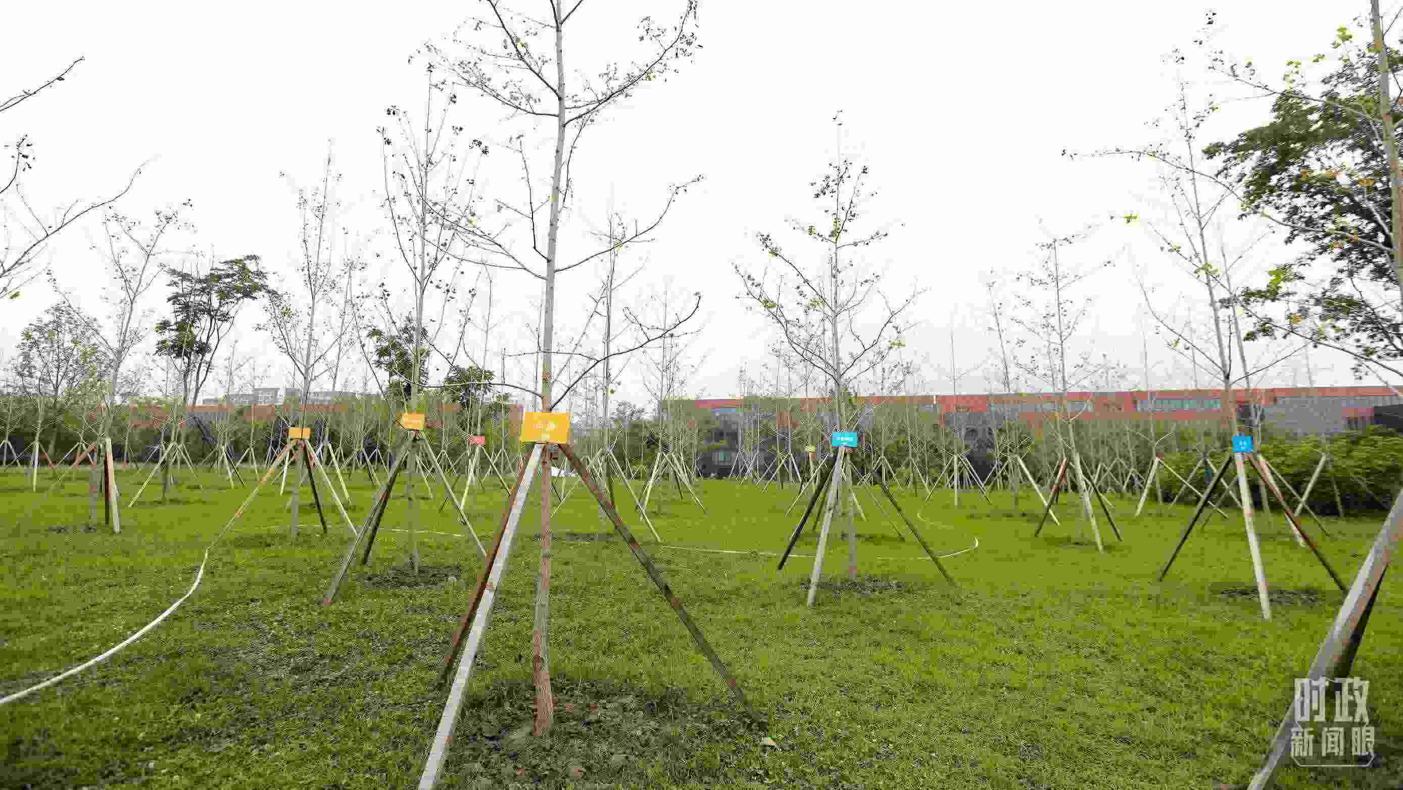 成都大運(yùn)村內(nèi)專門種植了友誼林，各國代表團(tuán)都可認(rèn)領(lǐng)。