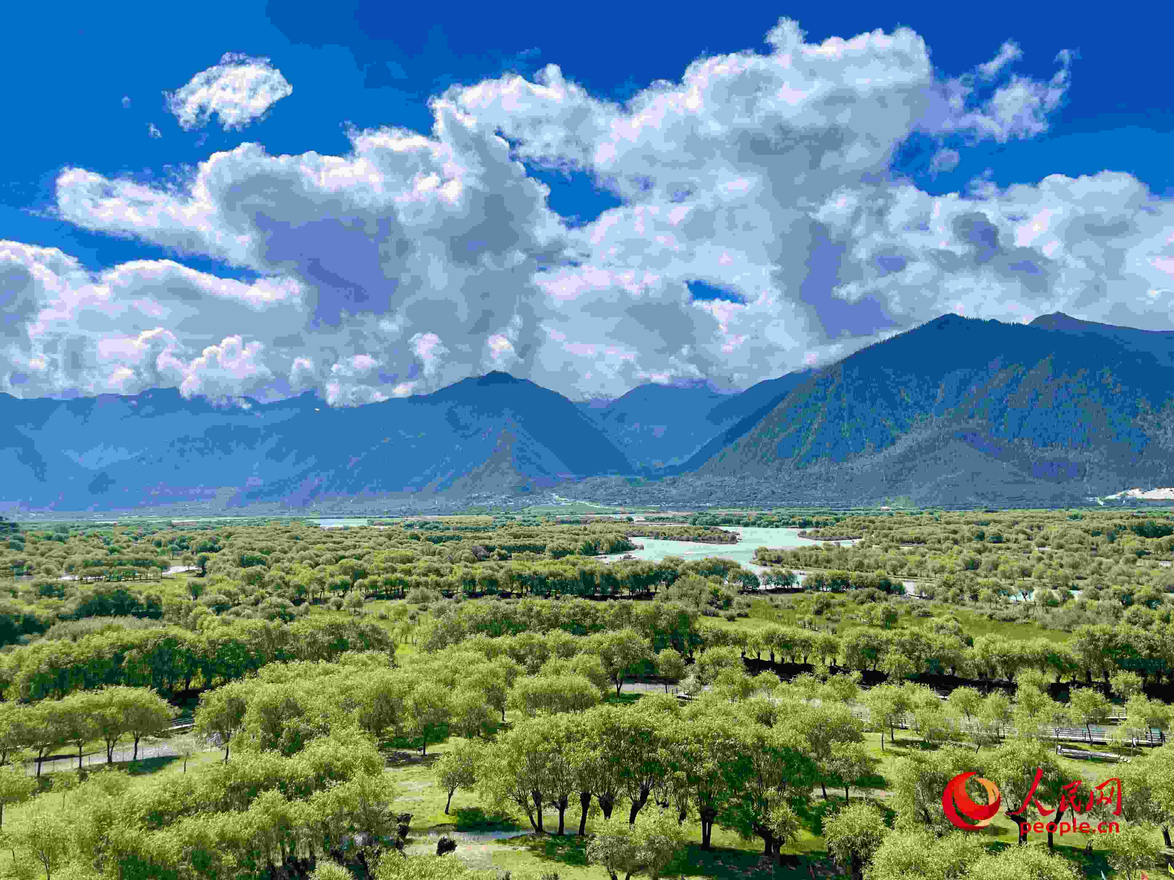 夏日的雅尼國家濕地公園生機(jī)盎然，如詩如畫。人民網(wǎng) 周靜圓攝