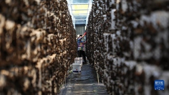 7月29日，在卓尼縣納浪鎮(zhèn)納浪村黑木耳種植基地，農(nóng)戶在采摘黑木耳。