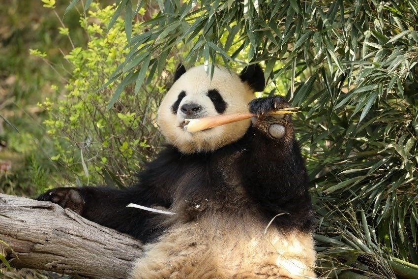 大熊貓“芝麻”。成都大熊貓繁育研究基地供圖