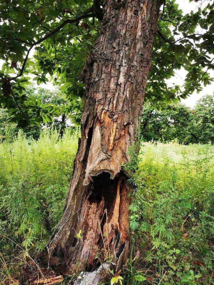 圖為2021年10月拍攝的秦嶺北麓百年板栗古樹遭破壞情況。人民網(wǎng)記者 吳超攝