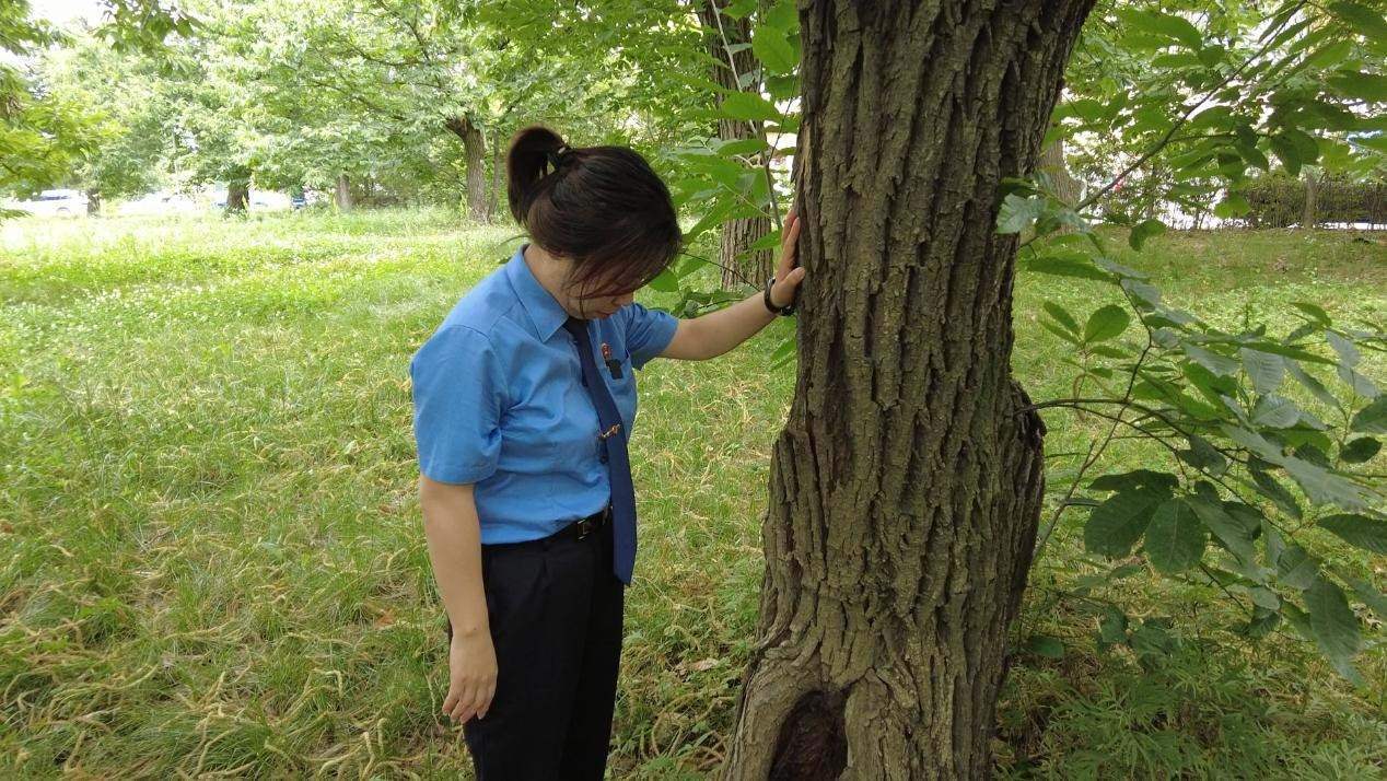 惠琳琳仔細查看古樹生長近況。人民網(wǎng) 黨童攝