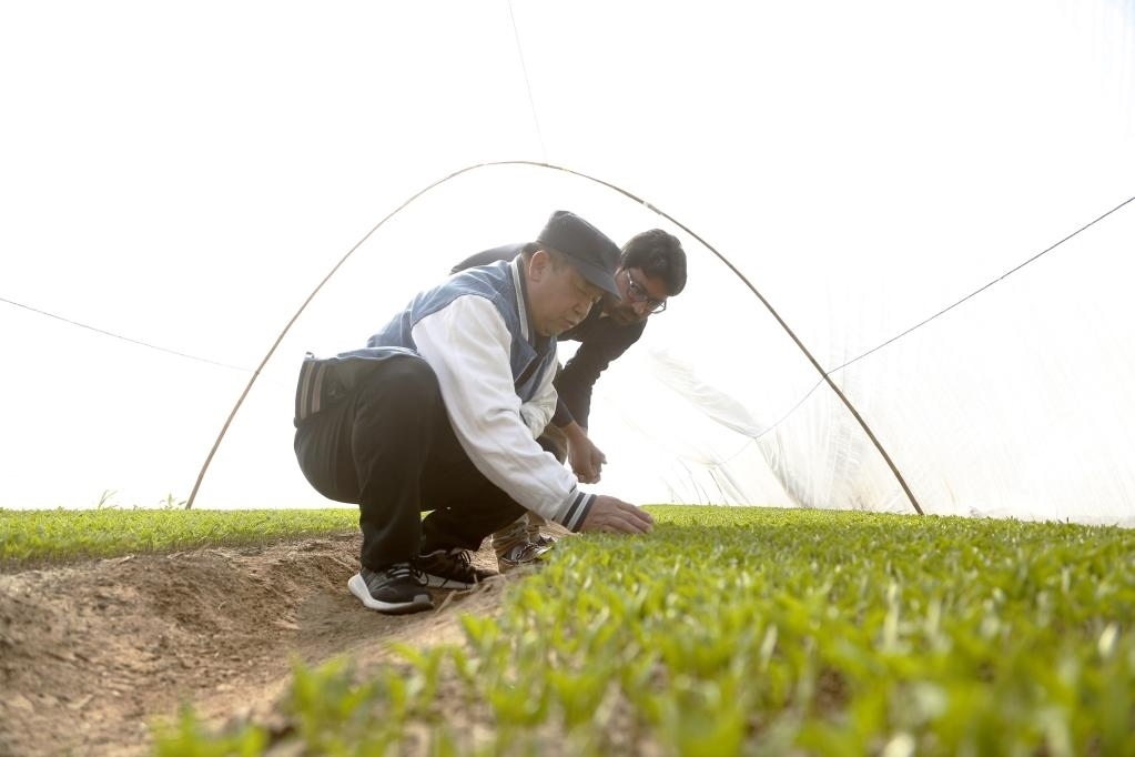 巴基斯坦旁遮普省木爾坦的中巴辣椒訂單種植項(xiàng)目辣椒育苗大棚內(nèi)，中國農(nóng)業(yè)專家?guī)ьI(lǐng)巴基斯坦技術(shù)員查看辣椒秧苗生長情況。