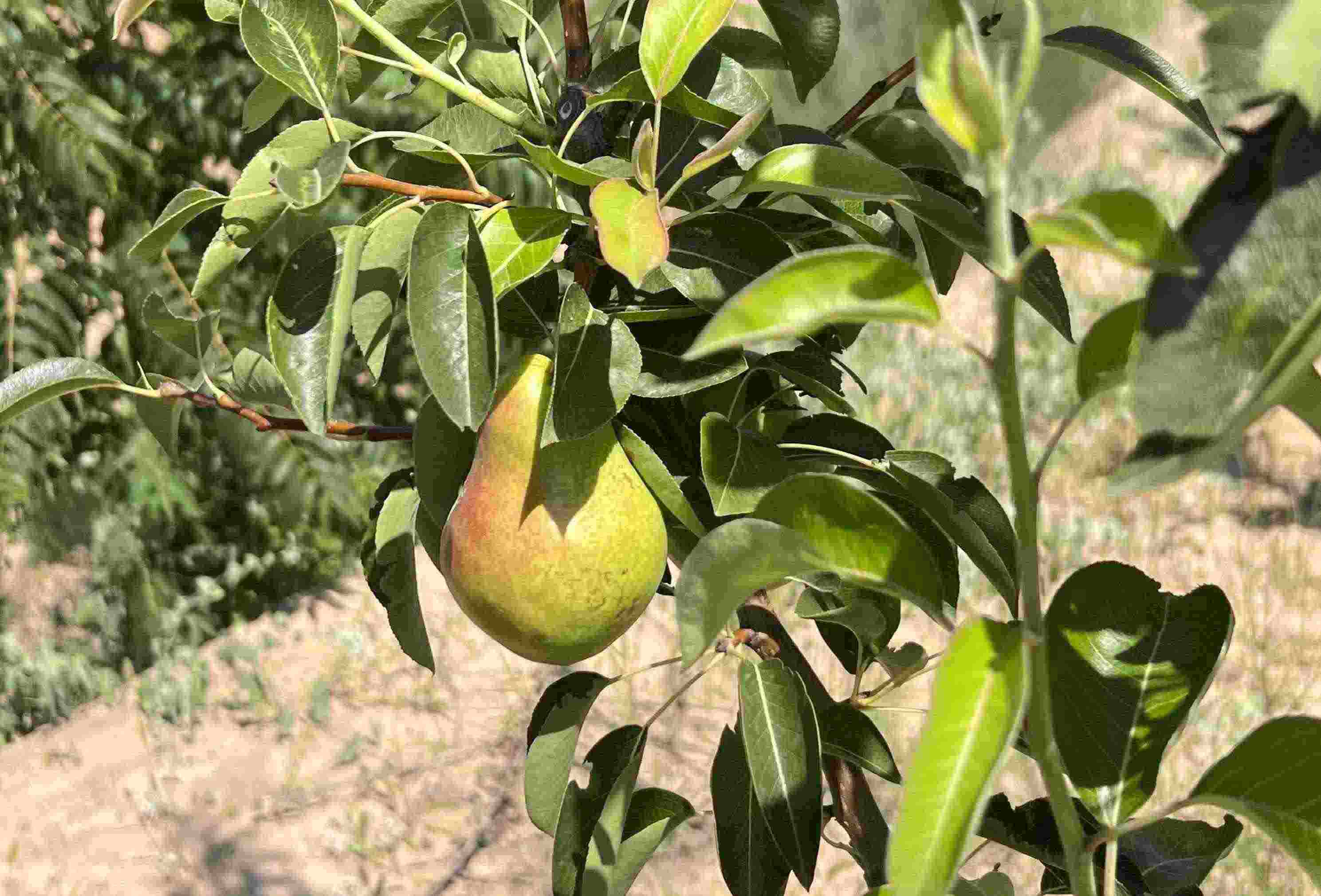 青梨基地果樹上的幼果。人民網(wǎng)記者 王連香攝