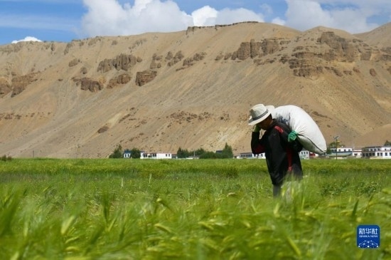 8月12日，西藏阿里地區(qū)普蘭縣赤德村村民在青稞田里勞作。