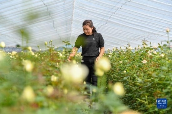 8月17日，吉林省德惠市朱城子鎮(zhèn)沿河村程雪家庭農(nóng)場(chǎng)的負(fù)責(zé)人楊雪在查看玫瑰花長(zhǎng)勢(shì)。新華社記者 張楠 攝