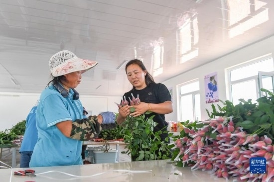 8月17日，吉林省德惠市朱城子鎮(zhèn)沿河村程雪家庭農(nóng)場(chǎng)的負(fù)責(zé)人楊雪（右）指導(dǎo)農(nóng)民修剪玫瑰花。新華社記者 張楠 攝
