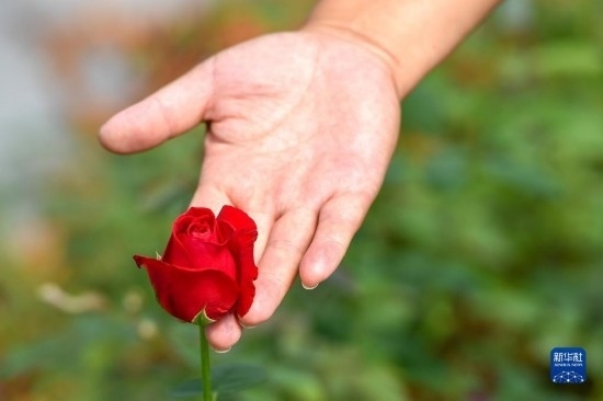 8月17日，吉林省德惠市朱城子鎮(zhèn)沿河村程雪家庭農(nóng)場(chǎng)的負(fù)責(zé)人楊雪在查看玫瑰花長(zhǎng)勢(shì)。新華社記者 張楠 攝