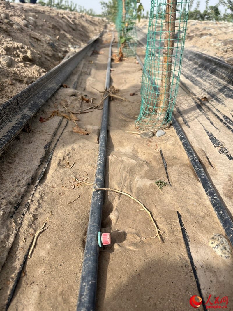 水肥一體化滴灌技術(shù)，可極大節(jié)約用水量。人民網(wǎng)記者 常雪梅攝