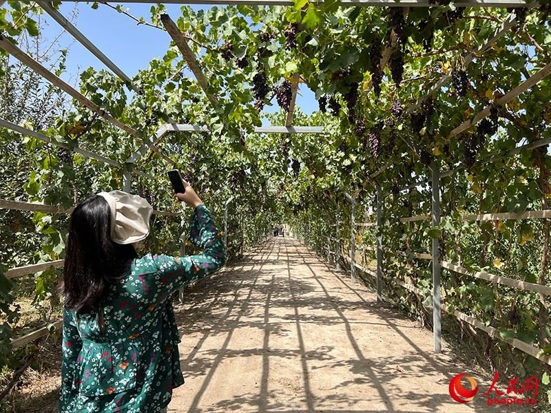 新疆閩龍達干果產(chǎn)業(yè)有限公司內(nèi)種植的葡萄。人民網(wǎng)記者 常雪梅攝