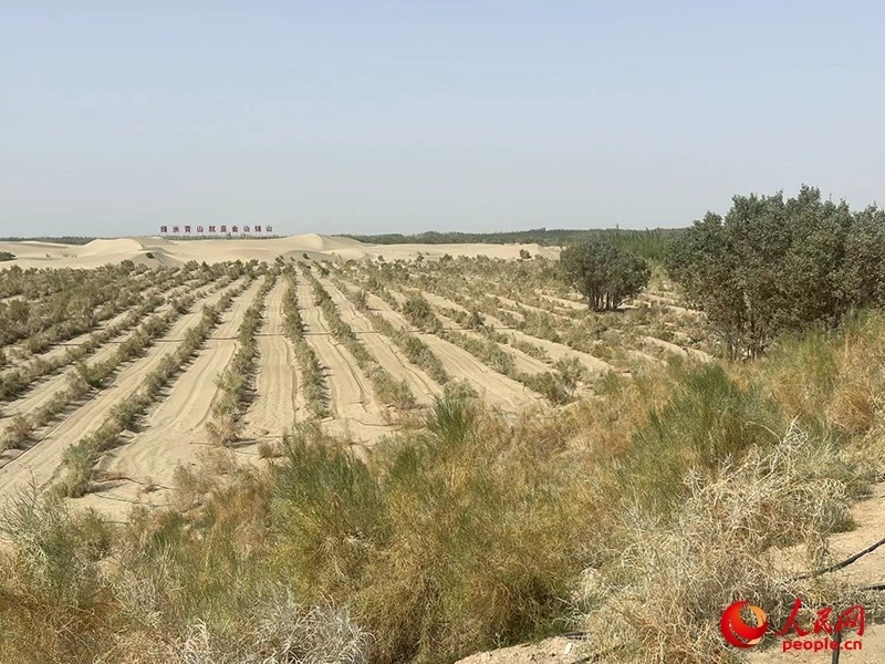 麥蓋提縣百萬畝防風(fēng)固沙生態(tài)林建設(shè)工程。人民網(wǎng)記者 常雪梅攝