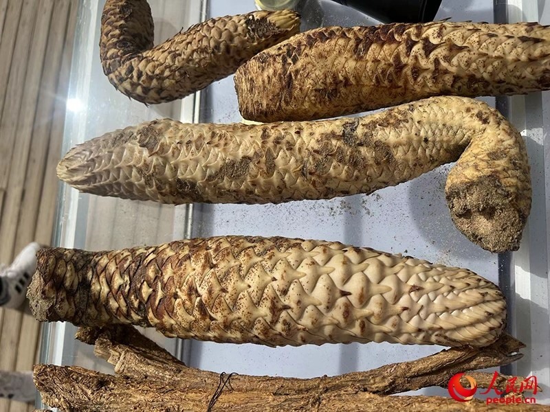 林下經(jīng)濟作物肉蓯蓉。人民網(wǎng)記者 常雪梅攝