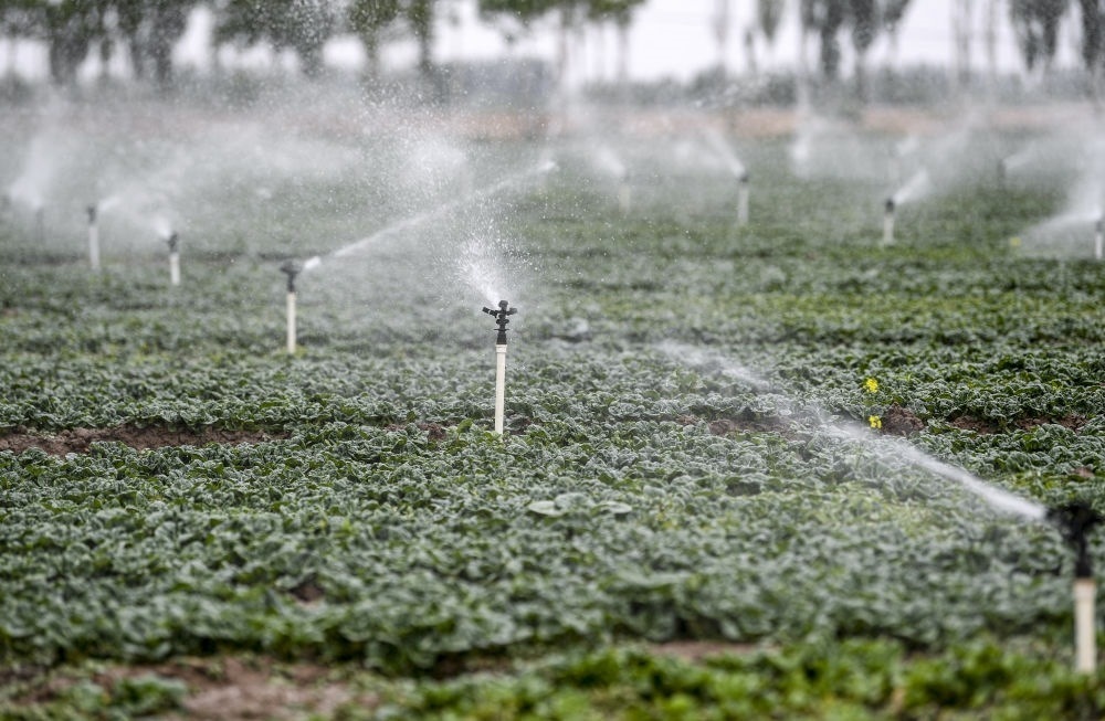 2023年5月25日，在寧夏銀川市永寧縣望洪鎮(zhèn)宋澄村冷涼蔬菜種植基地，小型噴灌節(jié)水設(shè)備在進(jìn)行噴灌作業(yè)。新華社記者 馮開華 攝