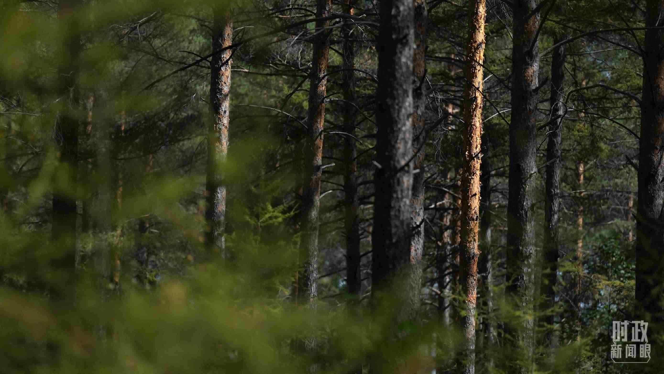 △漠河林場(chǎng)有天然林3.54萬(wàn)公頃、蓄積量325.3萬(wàn)立方米。（總臺(tái)國(guó)廣記者李晉拍攝）