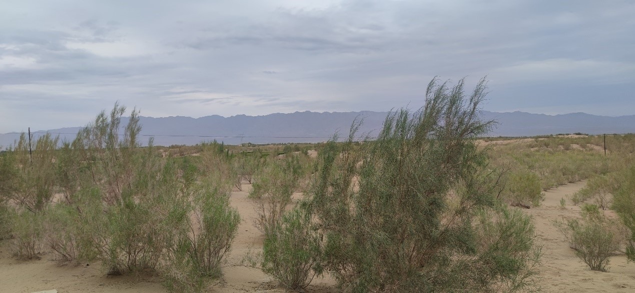 曾經(jīng)的荒漠現(xiàn)已被大面積梭梭林覆蓋。張璐璐 攝