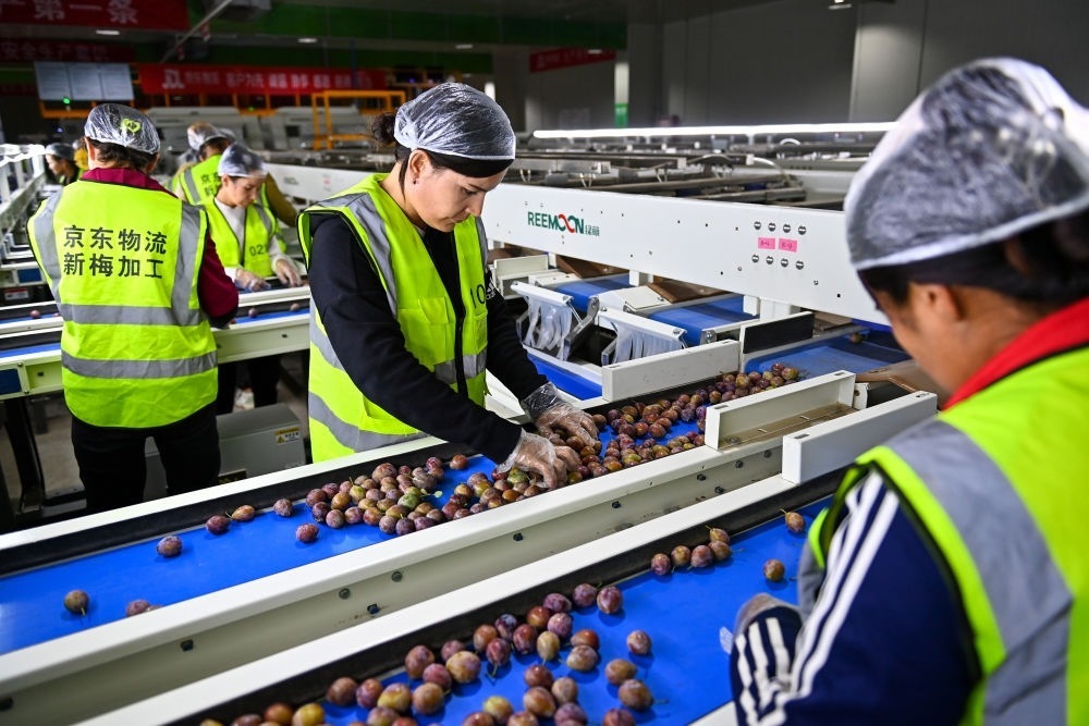 在新疆伽師縣粵伽新梅產(chǎn)業(yè)園內(nèi)的京東物流新疆智能供應(yīng)鏈中心，員工在智能分揀線檢查分選好的新梅（2023年8月30日攝）。新華社記者 丁磊 攝