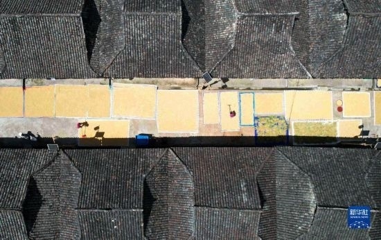 9月16日，在貴州省黔東南苗族侗族自治州從江縣加勉鄉(xiāng)污扣村，村民在晾曬稻谷（無人機(jī)照片）。