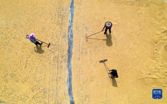 9月16日，湖南省郴州市桂陽縣流峰鎮(zhèn)農(nóng)民在晾曬稻谷（無人機(jī)照片）。
