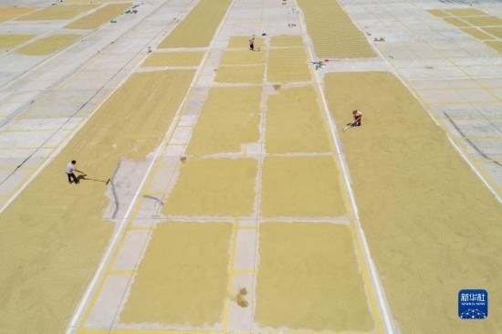 9月16日，村民在貴州省黔東南苗族侗族自治州丹寨縣金泉街道晾曬稻谷（無人機(jī)照片）。