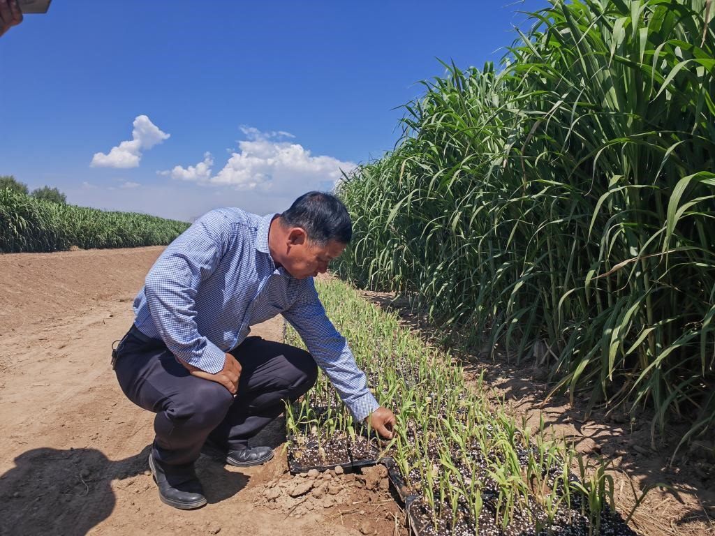 高級(jí)農(nóng)藝師周興德向記者介紹巨菌草幼苗（2023年9月1日攝）。新華社記者馬麗娟 攝