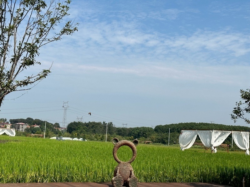 林語未來村打造農家畈田園綜合體。人民網 王紹紹攝