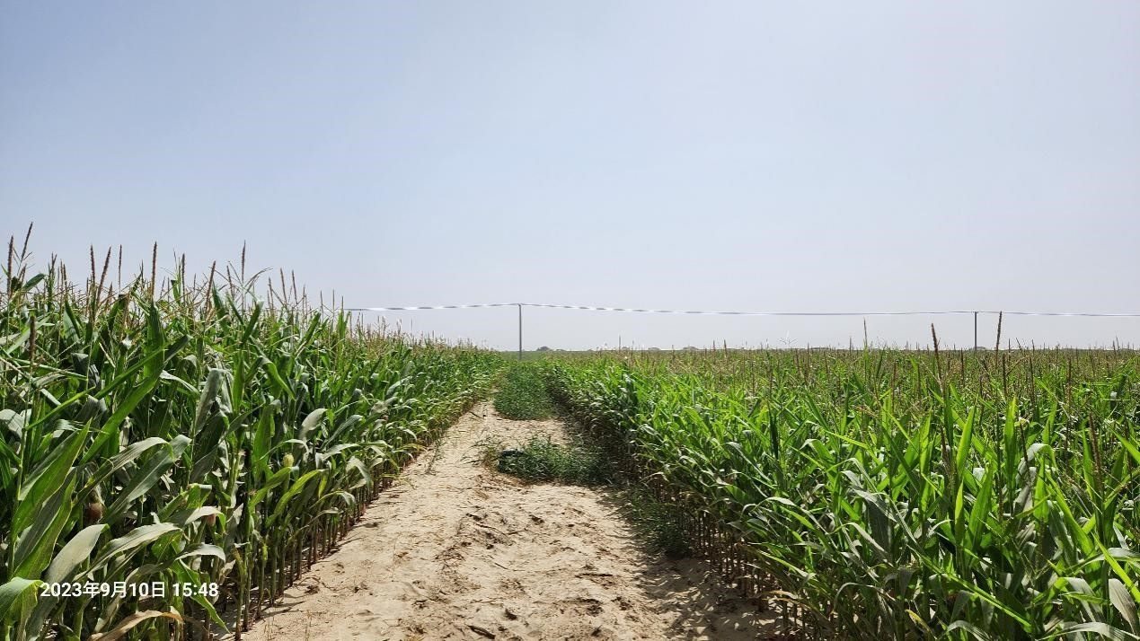 玉米改良40天后對比（左邊為改良組，右邊為對照組）。胡樹文團(tuán)隊供圖