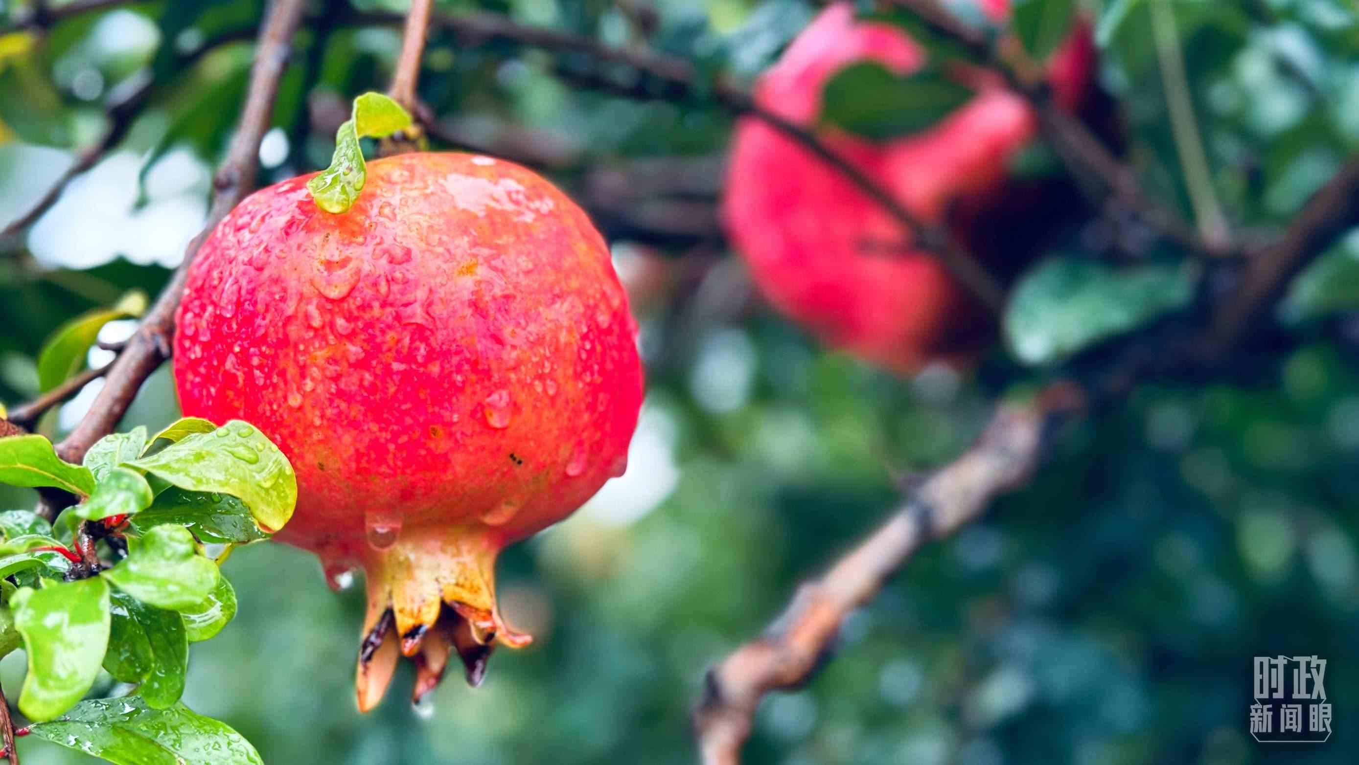 △一場(chǎng)秋雨過(guò)后，石榴更顯晶瑩。（總臺(tái)央視記者李輝、范一鳴拍攝）