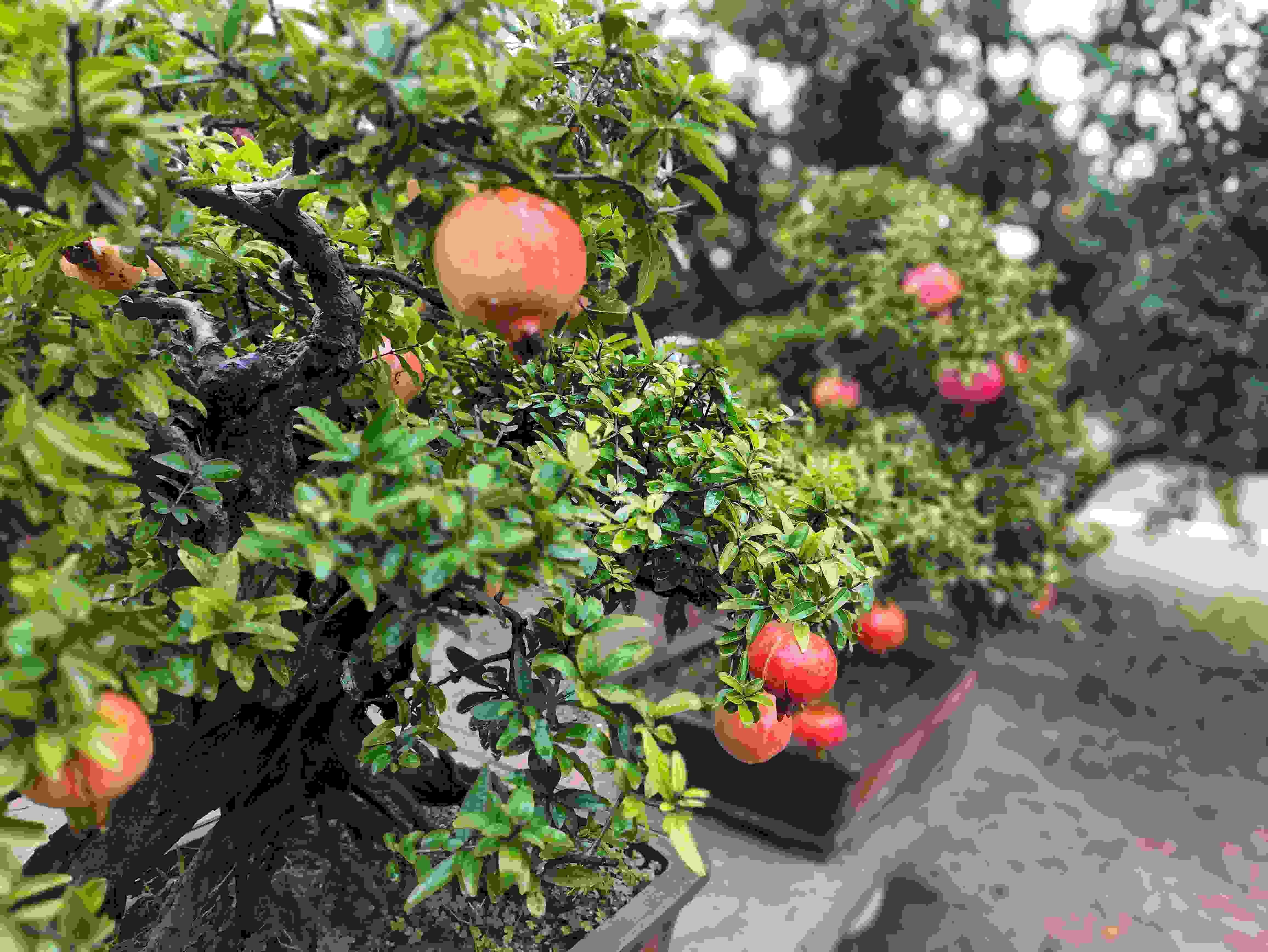 △石榴的發(fā)展帶動(dòng)了當(dāng)?shù)厥衽杈爱a(chǎn)業(yè)。（總臺(tái)央視記者鐘信偉拍攝）