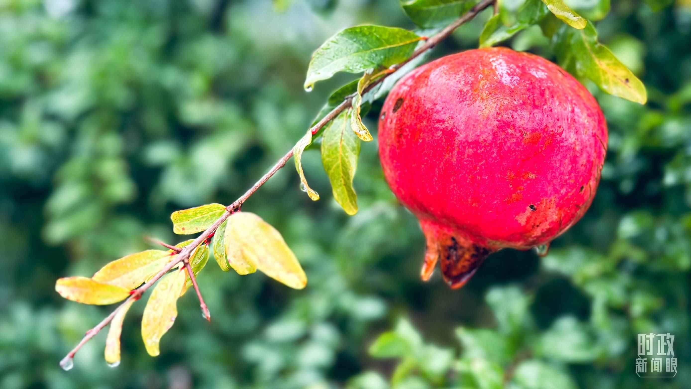 △山東省棗莊市冠世榴園，石榴紅了。（總臺央視記者范一鳴拍攝）