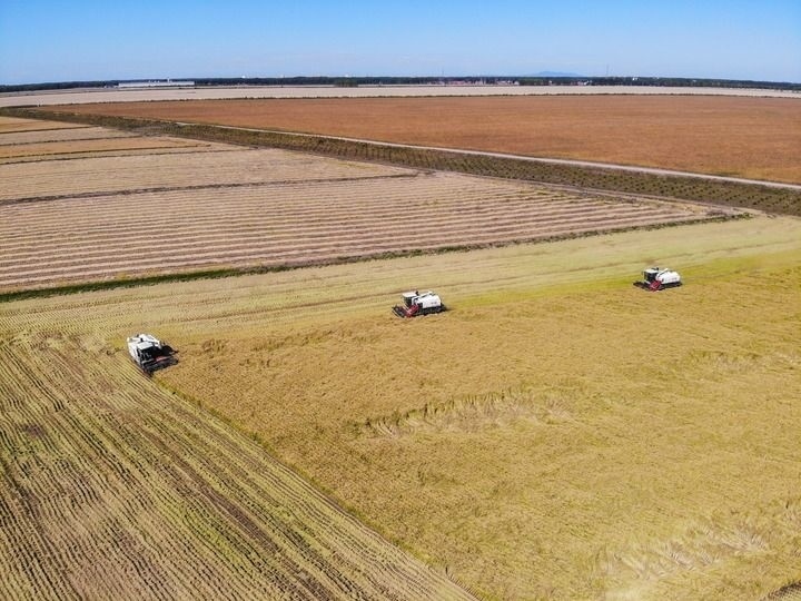 這是在位于黑龍江雙鴨山市友誼縣的北大荒農(nóng)業(yè)股份有限公司友誼分公司一地塊拍攝的水稻收獲現(xiàn)場（2023年9月21日攝，無人機(jī)照片）。新華社記者 王松 攝