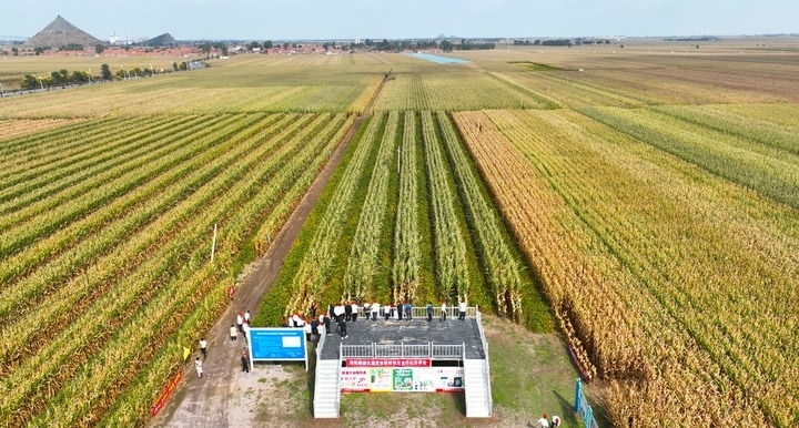 在遼寧省鐵嶺縣蔡牛鎮(zhèn)，外地農(nóng)民到張莊玉米合作社的大田里學(xué)習(xí)玉米選種和栽種技術(shù)（2023年9月26日攝，無人機(jī)照片）。新華社記者 楊青 攝