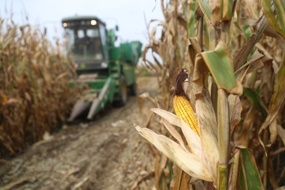 在遼寧省鐵嶺縣蔡牛鎮(zhèn)玉米田里，農(nóng)民駕駛農(nóng)機(jī)收割玉米（2023年9月26日攝）。新華社記者 楊青 攝