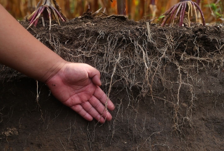 在遼寧省鐵嶺縣蔡牛鎮(zhèn)，張莊玉米合作社的農(nóng)民向外地農(nóng)民介紹黑土地保護(hù)和玉米秸稈還田情況（2023年9月26日攝）。新華社記者 楊青 攝