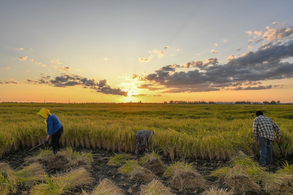 農(nóng)民在吉林省吉林市永吉縣萬昌鎮(zhèn)花家村收割水稻（2023年9月12日攝）。新華社記者 張楠 攝