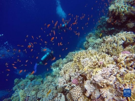  10月2日，人們?cè)诎＜拔髂伟雿u達(dá)哈布藍(lán)洞內(nèi)的珊瑚旁深潛。新華社記者 隋先凱 攝