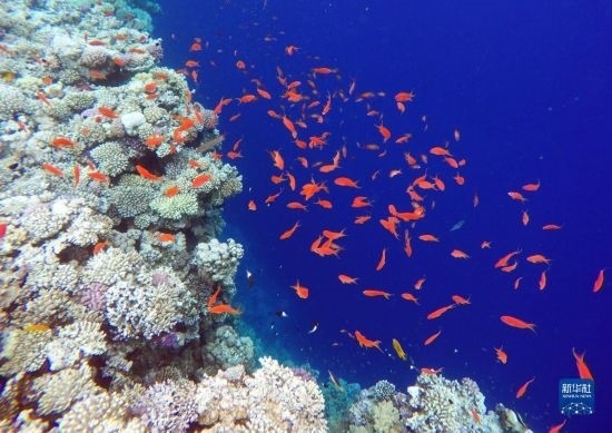  這是10月2日在埃及西奈半島達(dá)哈布藍(lán)洞內(nèi)拍攝的珊瑚和魚類。新華社記者 隋先凱 攝