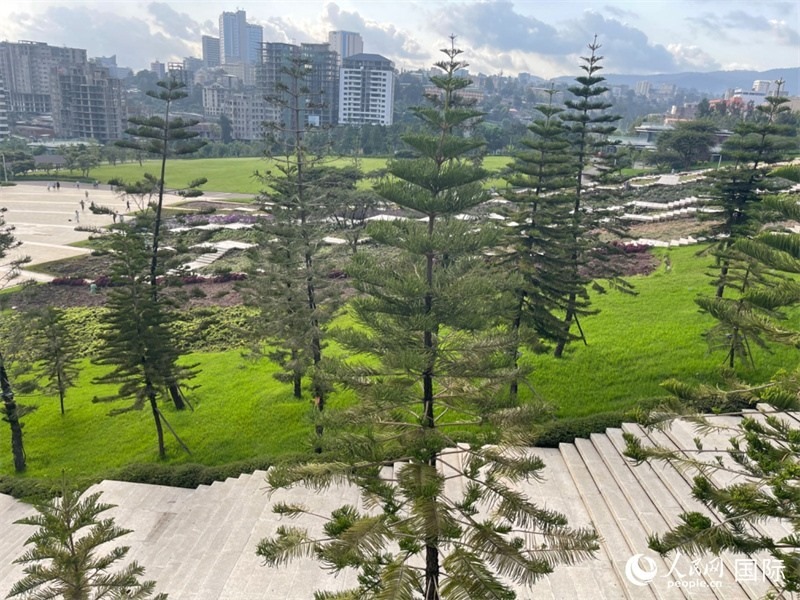 亞的斯亞貝巴友誼廣場的南洋杉。人民網(wǎng)記者 趙艷紅攝