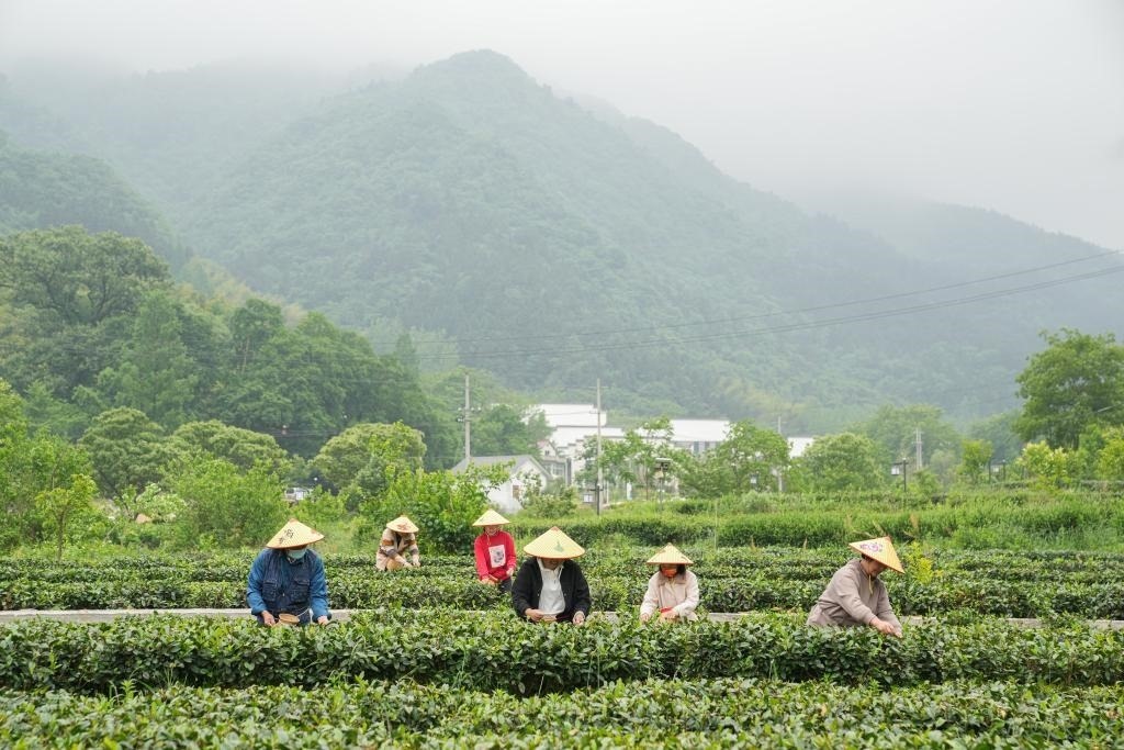 2022年5月11日，村民在大灣村生態(tài)茶園內(nèi)采摘茶葉。新華社記者杜宇攝