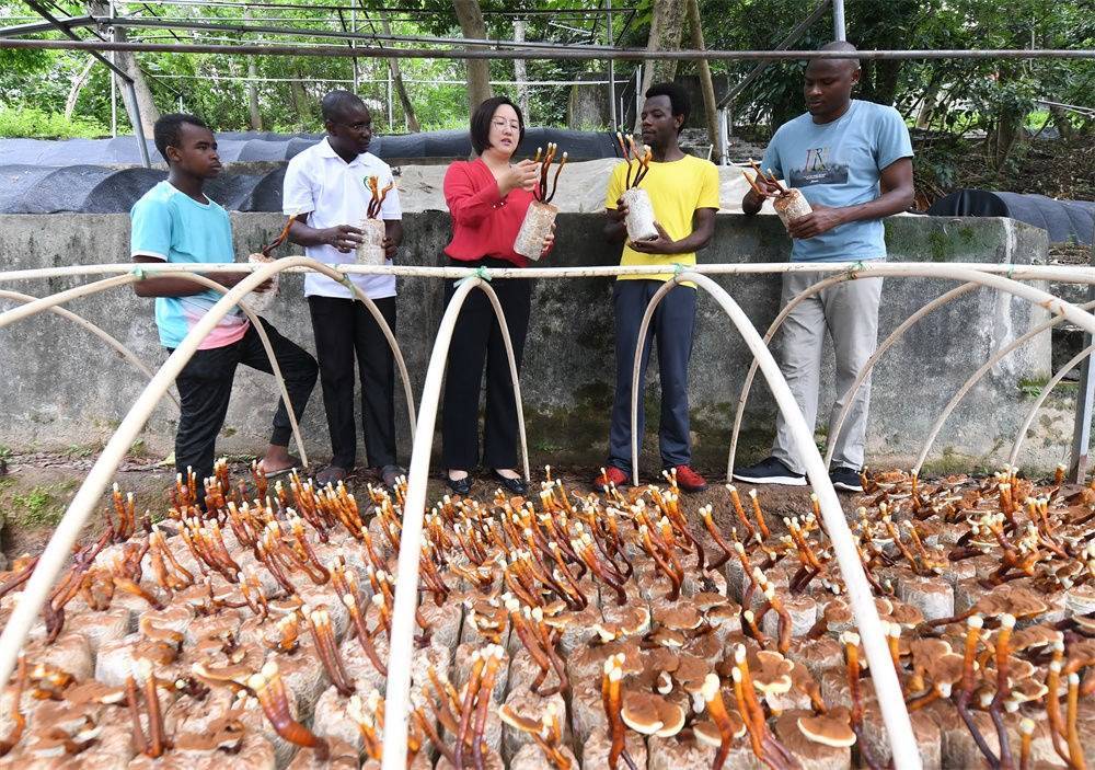 2021年8月12日，福建農(nóng)林大學(xué)國(guó)家菌草工程技術(shù)研究中心副主任林冬梅（中）為非洲留學(xué)生講解菌草鹿角靈芝的栽培情況。新華社記者 林善傳 攝