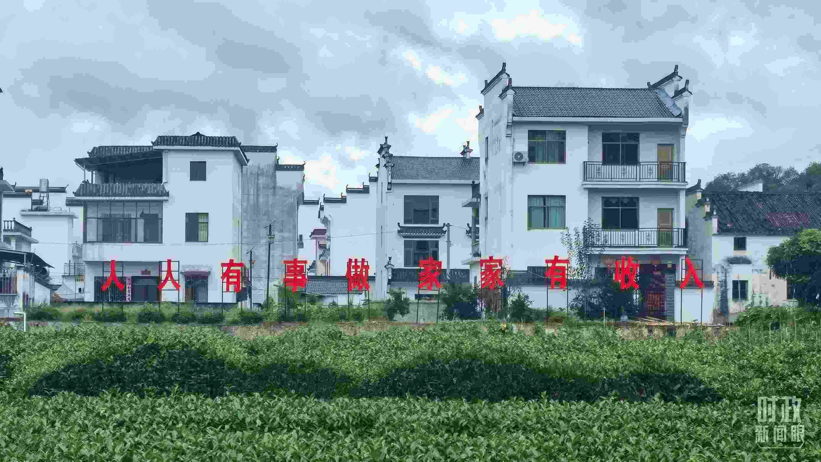 △石門村村民種植的茶葉。（總臺央視記者賈林拍攝）