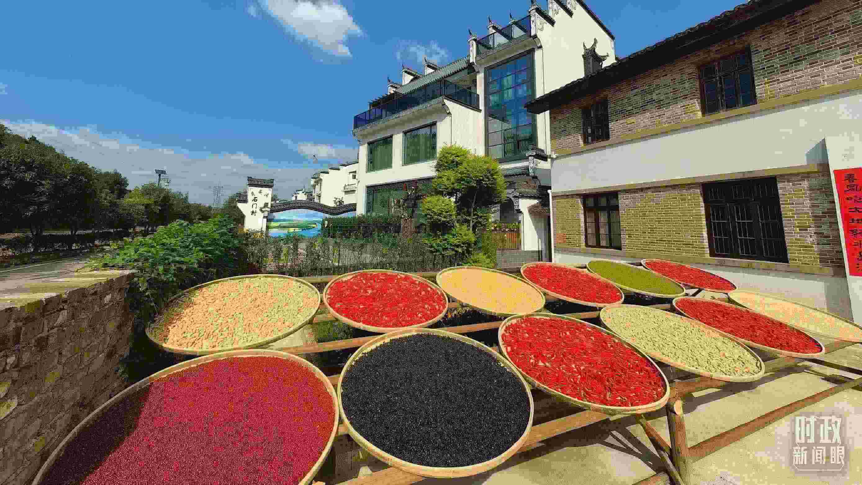 △曬秋農(nóng)俗成為婺源鄉(xiāng)村的一道美麗風景。（總臺央視記者段德文拍攝）