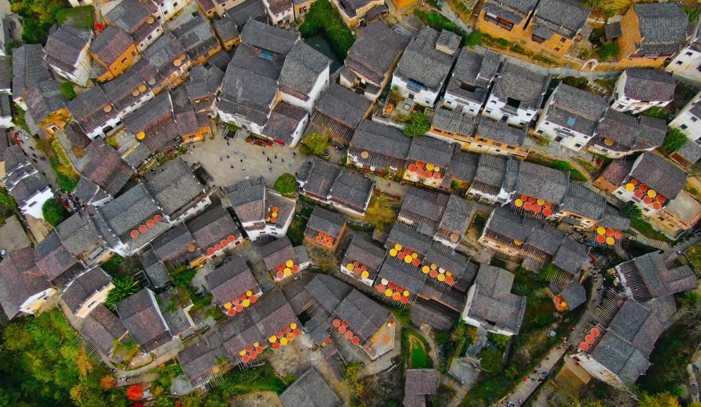 這是婺源縣江灣鎮(zhèn)篁嶺村的曬秋景象（2019年11月7日攝）。