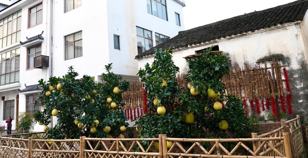 近日在江西省上饒市婺源縣秋口鎮(zhèn)王村石門(mén)自然村拍攝的馬家柚。新華社記者 胡晨歡 攝