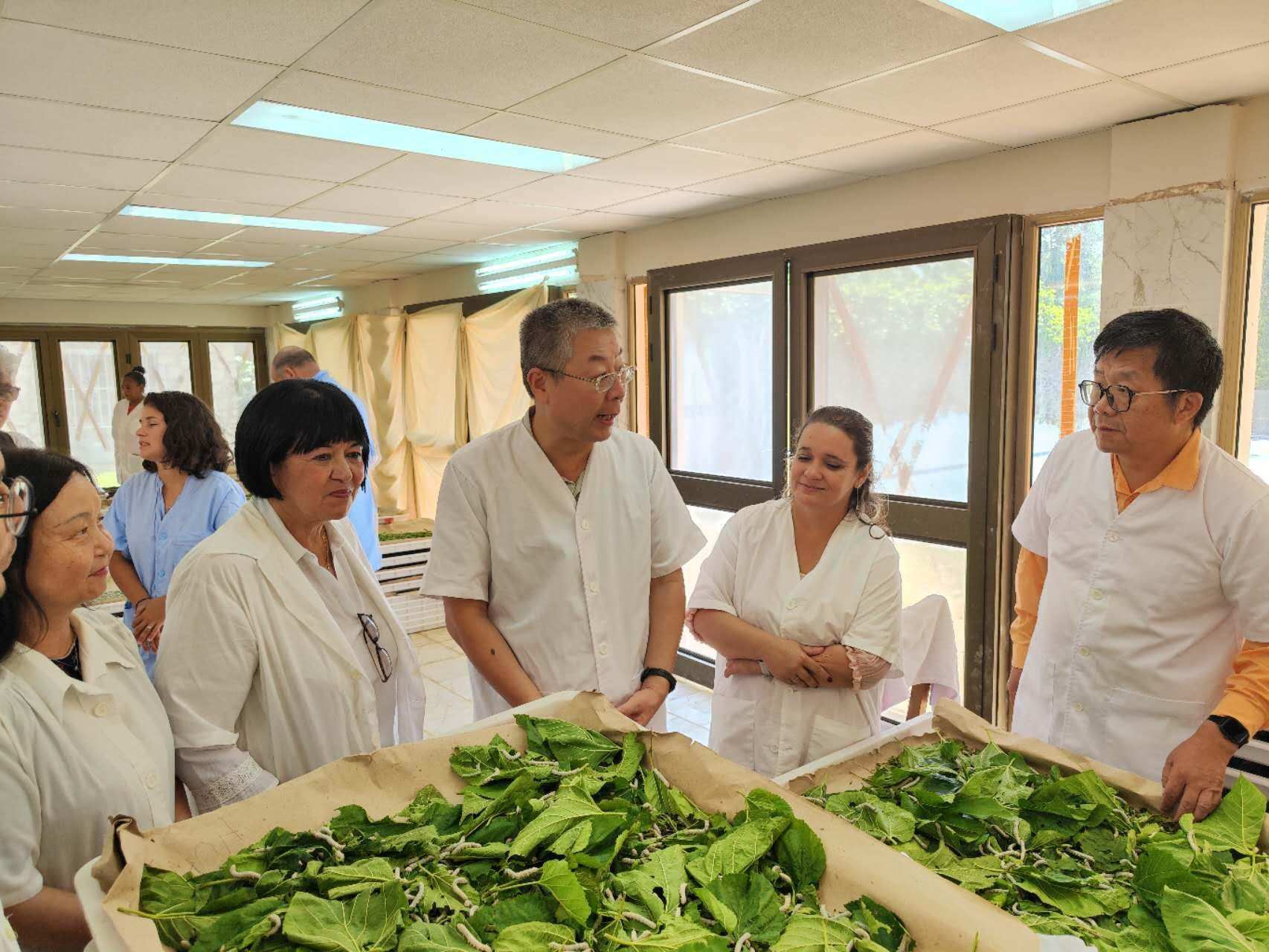 2023年5月23日，中國(guó)駐古巴大使馬輝考察古中蠶?？萍己献髦行?。來(lái)源：中國(guó)駐古巴大使館官網(wǎng)