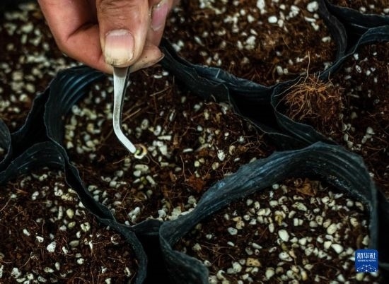 云南錦科花卉工程研究中心里已經(jīng)發(fā)芽的太空種子（4月3日攝）。