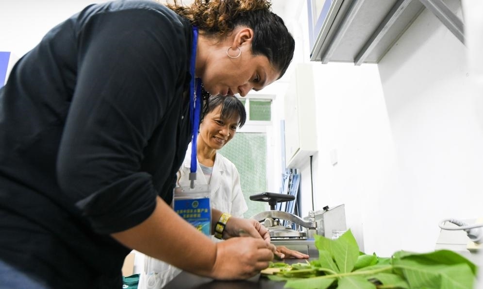 9月17日，來自哥倫比亞的研修班學(xué)員埃文·奧拉亞（左）在中國專家的指導(dǎo)下學(xué)習(xí)實操木薯組培快速繁育技術(shù)。