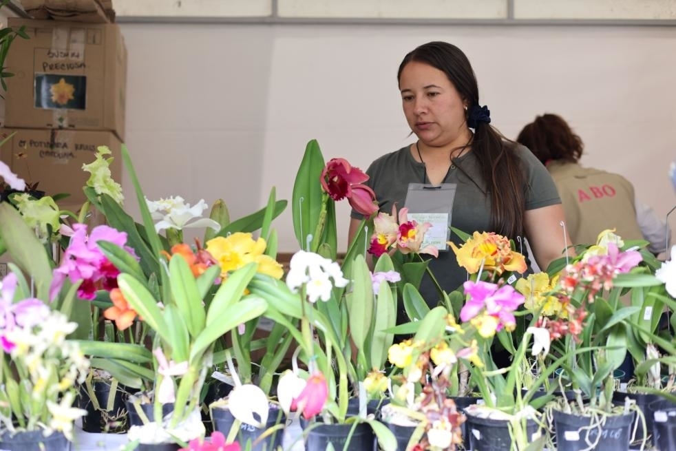 9月14日至17日，哥倫比亞首都波哥大舉辦蘭花展。