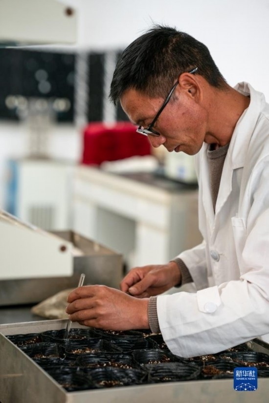 技術(shù)員田連通在實驗室播種太空種子（4月3日攝）。