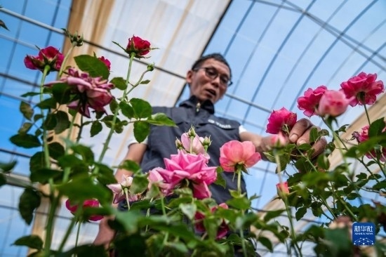 在云南省安寧市現(xiàn)代農(nóng)業(yè)園區(qū)玫瑰種植示范園，技術(shù)員田連通觀察玫瑰花（10月20日攝）。