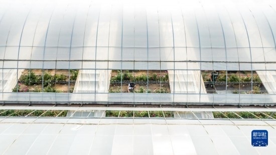 云南省安寧市現(xiàn)代農(nóng)業(yè)園區(qū)玫瑰種植示范園一景（無人機照片，10月20日攝）。